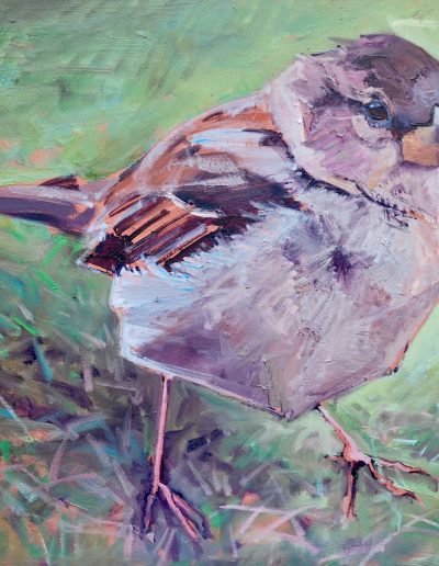 Jan jansma kunstschilder groningen vogels en meer 40